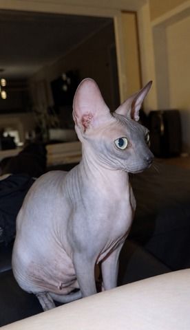 4 Sphynx Kitten suchen Zuhause :)