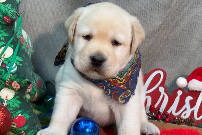 Wunderschöne Labrador Welpen suchen ihr Traumzuhause .