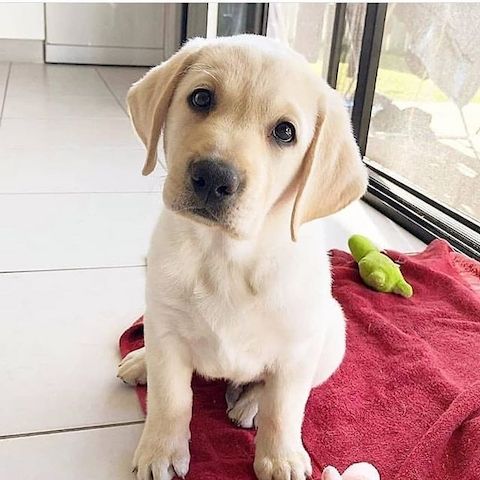 Labrador-Welpen. WhatsApp: +44 7469 456352