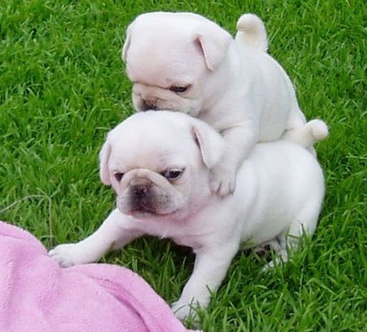 Wunderschöne Weiß Mops Welpen