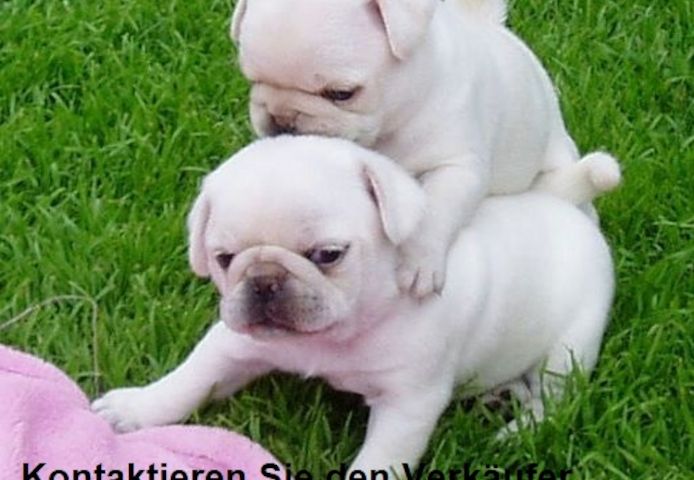 Weiß Mops welpen suchen ein neues zuhause