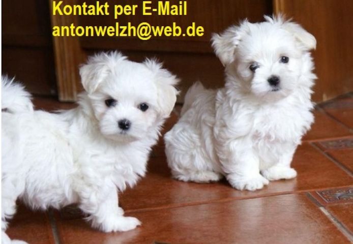 Mini Malteser welpen