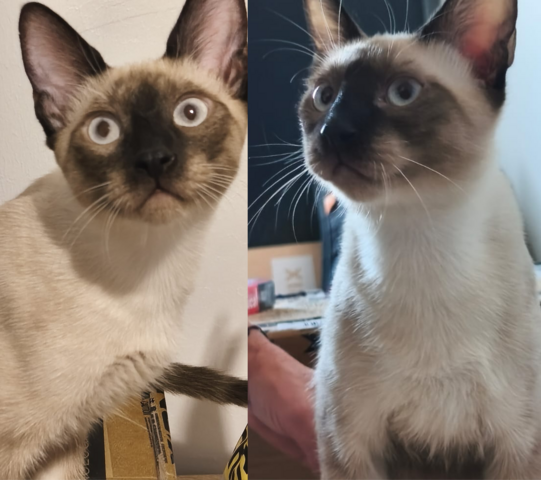Saphir und Pearl, gemeinsam auf der Suche nach Iher Familie