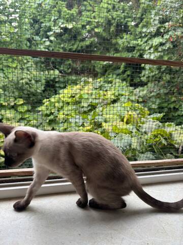 Saphir und Pearl, gemeinsam auf der Suche nach Iher Familie