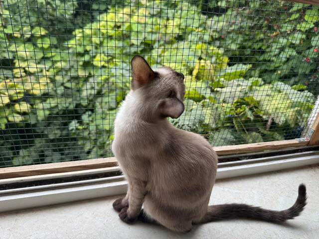 Saphir und Pearl, gemeinsam auf der Suche nach Iher Familie
