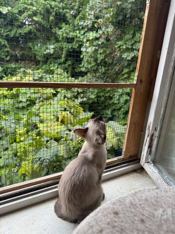 Saphir und Pearl, gemeinsam auf der Suche nach Iher Familie