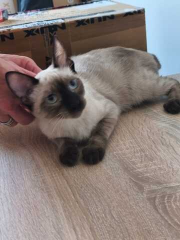 Saphir und Pearl, gemeinsam auf der Suche nach Iher Familie