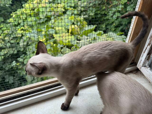 Saphir und Pearl, gemeinsam auf der Suche nach Iher Familie