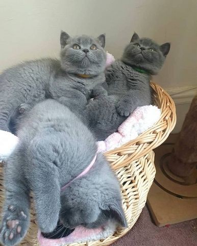 Britisch-Kurzhaar-Katze (BKH) – Weibchen