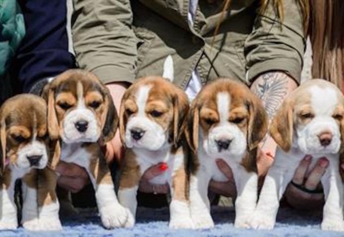 Beagle Welpen, sozialisiert