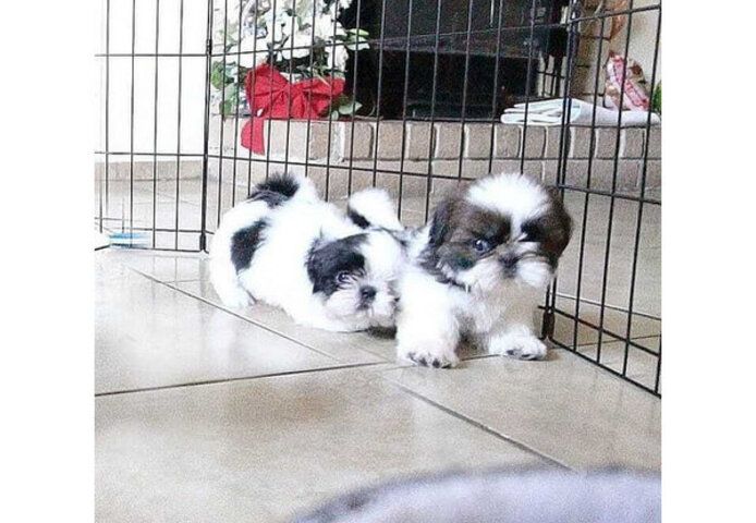 Shih-Tzu-Welpen