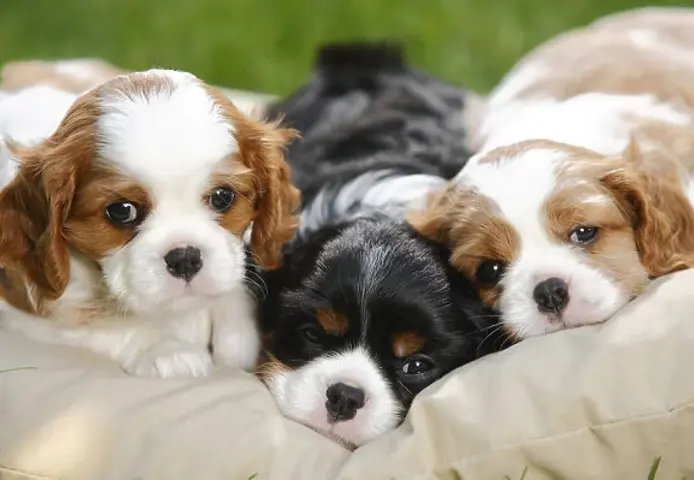 Cavalier-King-Charles-Welpen verfügbar