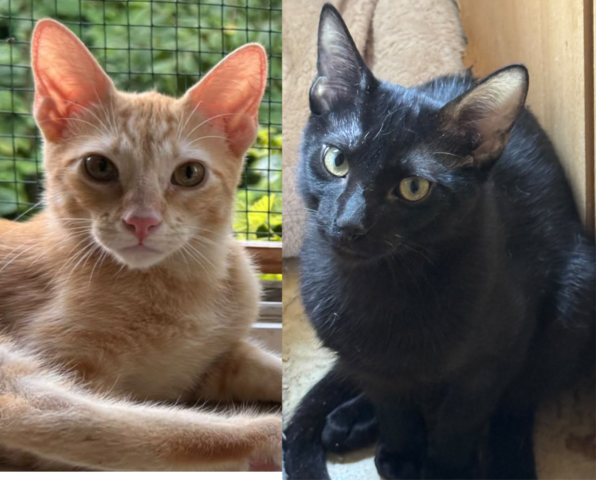 Topaz und Onyx, gemeinsam auf der Suche nach Iher Familie