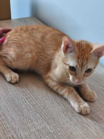 Topaz und Onyx, gemeinsam auf der Suche nach Iher Familie