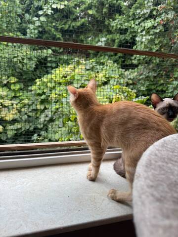 Topaz und Onyx, gemeinsam auf der Suche nach Iher Familie
