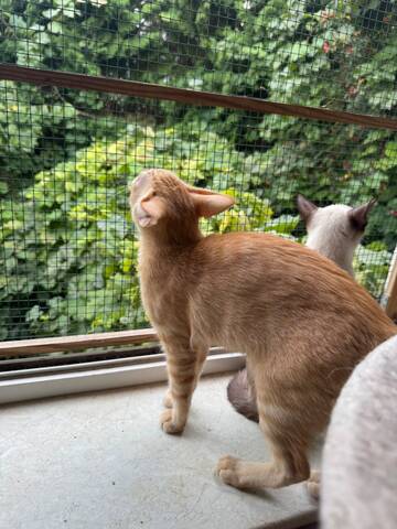Topaz und Onyx, gemeinsam auf der Suche nach Iher Familie