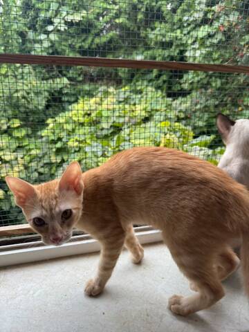Topaz und Onyx, gemeinsam auf der Suche nach Iher Familie