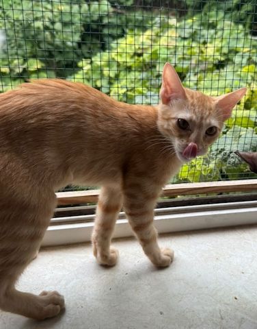 Topaz und Onyx, gemeinsam auf der Suche nach Iher Familie
