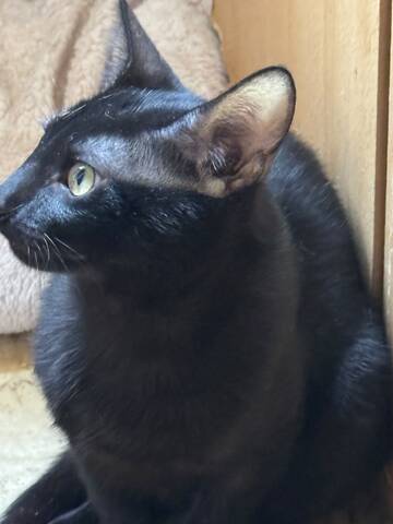 Topaz und Onyx, gemeinsam auf der Suche nach Iher Familie