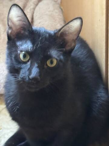 Topaz und Onyx, gemeinsam auf der Suche nach Iher Familie
