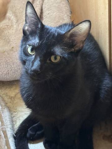 Topaz und Onyx, gemeinsam auf der Suche nach Iher Familie