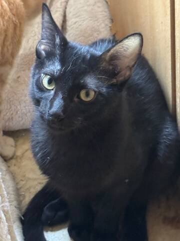 Topaz und Onyx, gemeinsam auf der Suche nach Iher Familie