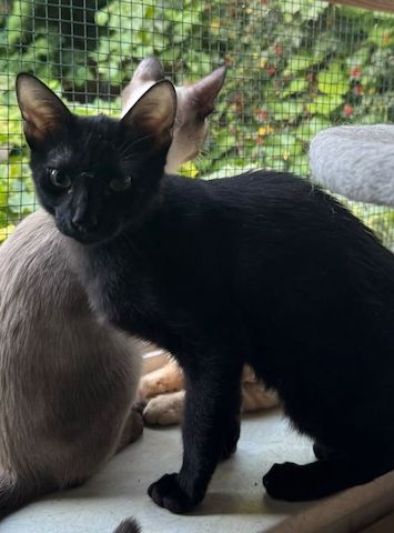 Topaz und Onyx, gemeinsam auf der Suche nach Iher Familie