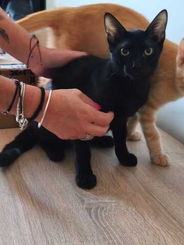 Topaz und Onyx, gemeinsam auf der Suche nach Iher Familie