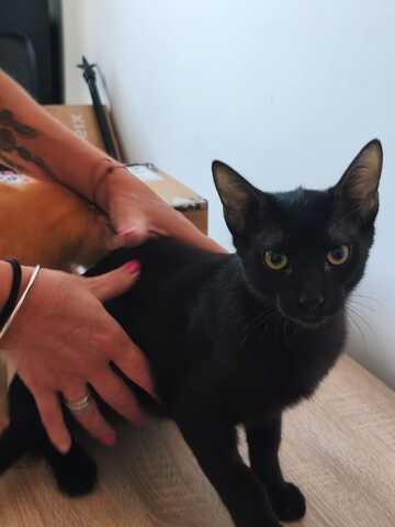 Topaz und Onyx, gemeinsam auf der Suche nach Iher Familie