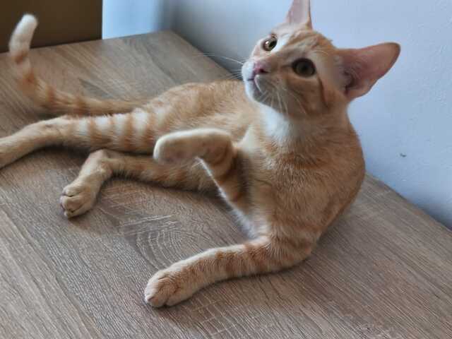 Topaz und Onyx, gemeinsam auf der Suche nach Iher Familie
