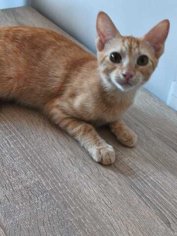 Topaz und Onyx, gemeinsam auf der Suche nach Iher Familie