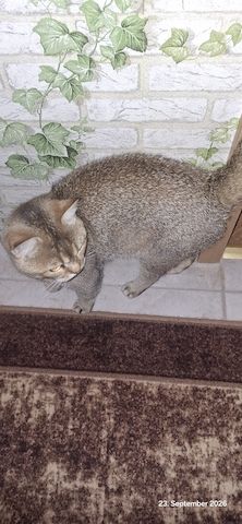 Kater abzugeben
