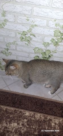 Kater abgeben