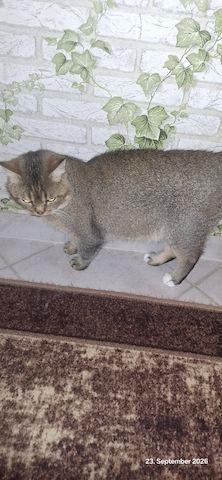 Kater abgeben