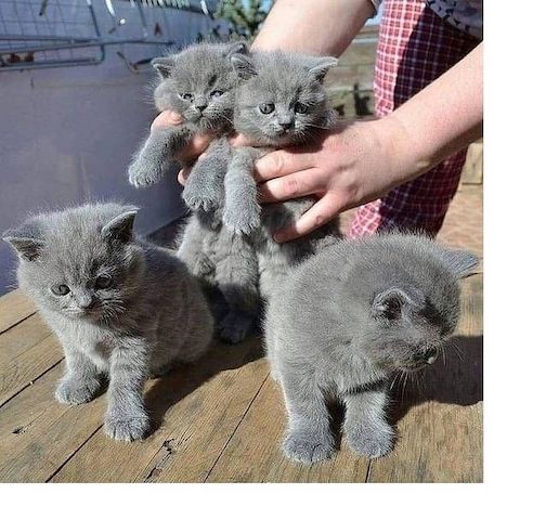 Wunderschöne, reinrassige BKH Kitten Kätzchen