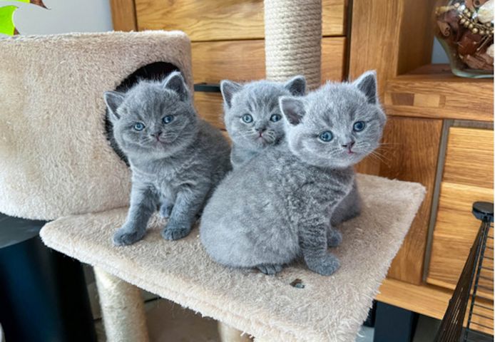 BKH KITTEN (Baby Britisches Kurzhaar Kätzchen)