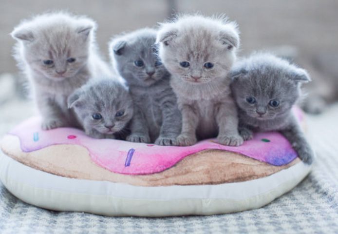 Wunderschöne, reinrassige BKH Kitten Kätzchen
