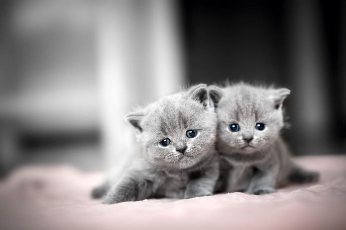BKH KITTEN (Britisch Kurzhaar)