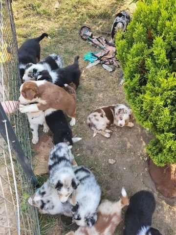 Australian-Shepherd-Welpen suchen ein neues Zuhause.