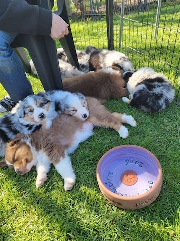 Australian-Shepherd-Welpen suchen ein neues Zuhause.