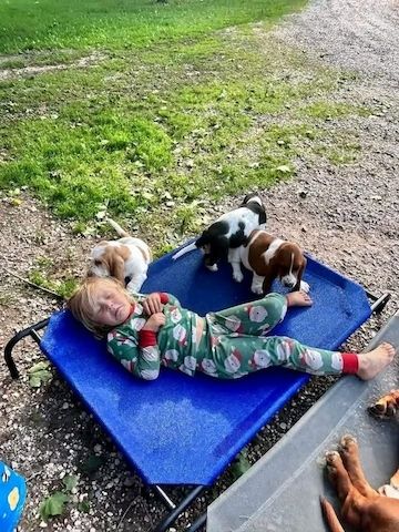 Basset-Hound-Welpen suchen ein Zuhause.