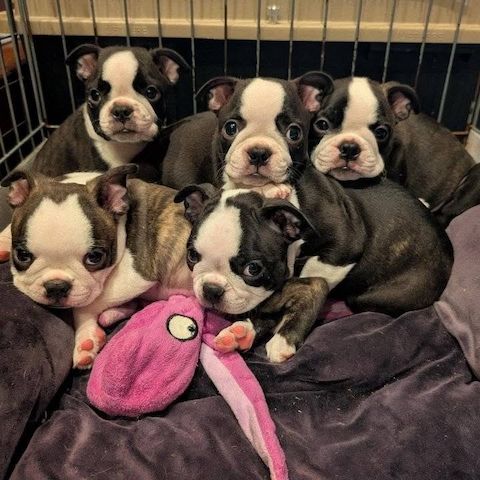 Boston-Terrier-Welpen suchen ein neues Zuhause.