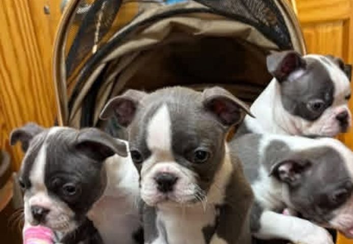 Boston-Terrier-Welpen suchen ein neues Zuhause.
