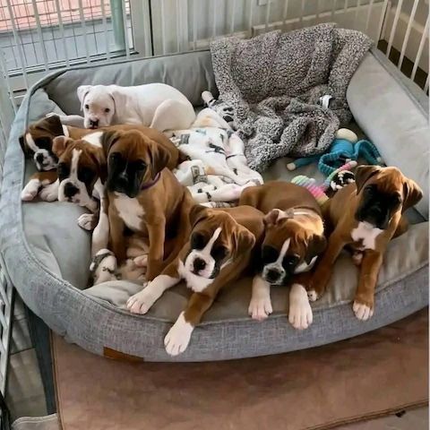Boxer-Welpen suchen ein neues Zuhause.