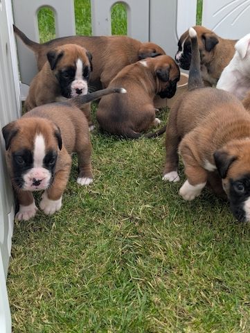 Boxer-Welpen suchen ein neues Zuhause.
