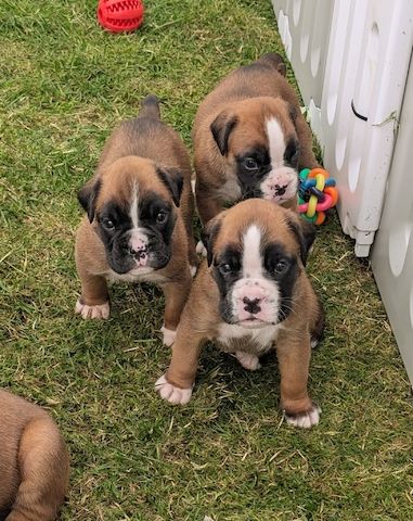 Boxer-Welpen suchen ein neues Zuhause.