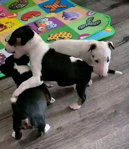 Erstklassige Bullterrier-Welpen abzugeben