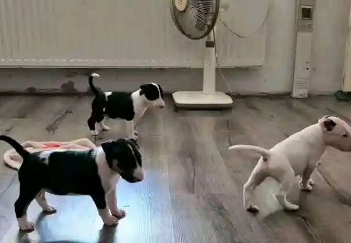 Erstklassige Bullterrier-Welpen abzugeben