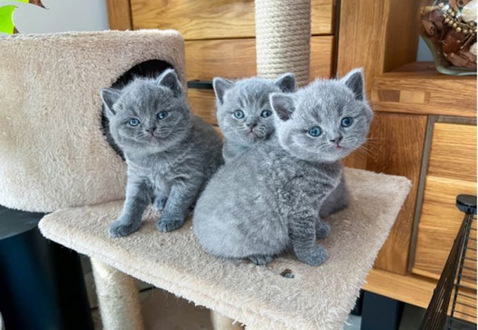 Britisch Kurzhaar Kater und Katzen