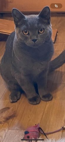Deckkater.